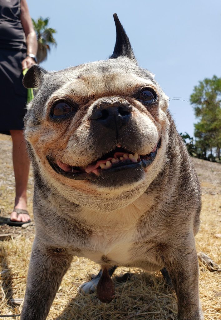 the dog is standing and looking at the camera