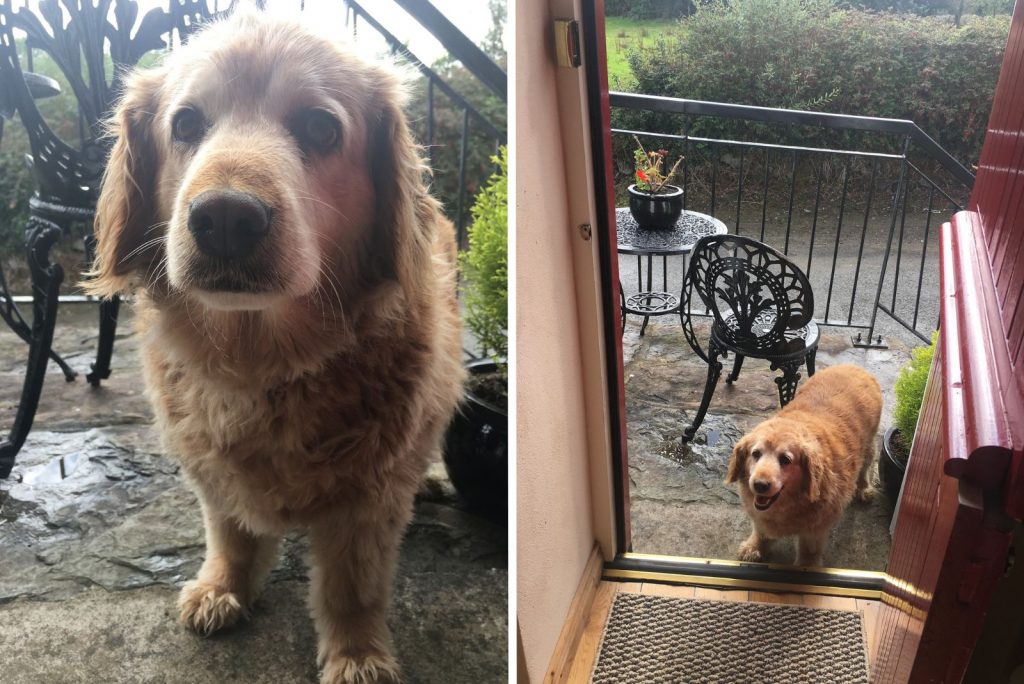 the dog is standing in front of the front door