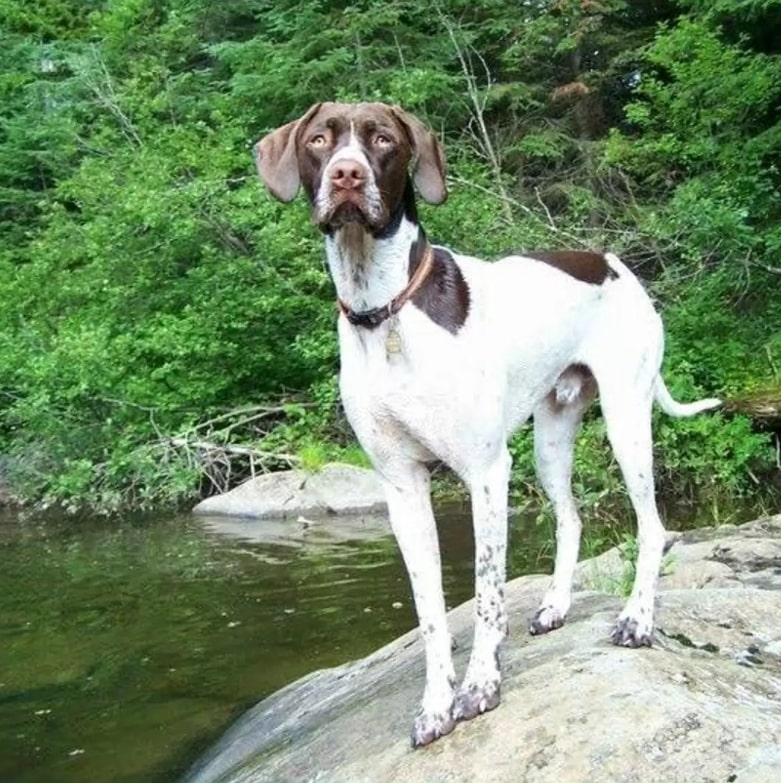 the dog is standing on a stone by the river