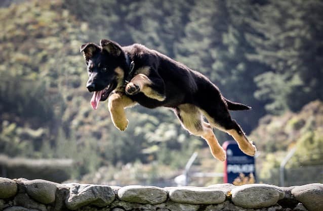 the dog jumps over the wall