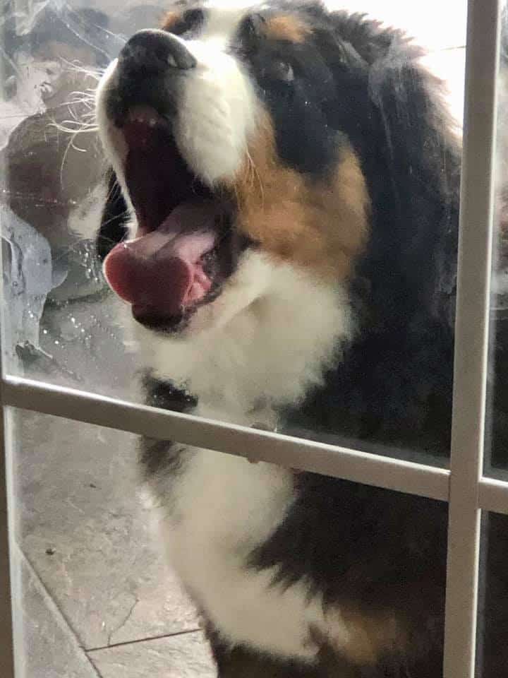 the dog licks the glass