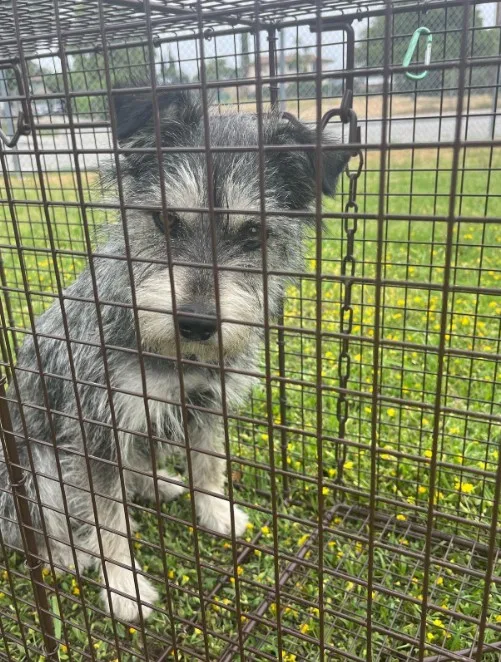 the dog sits in the cage with a sad look