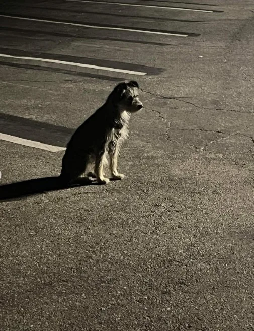 the dog sits on the street and waits