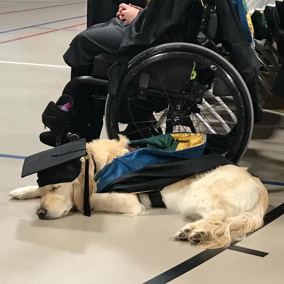 the dog sleeps next to the girl at the graduation ceremony