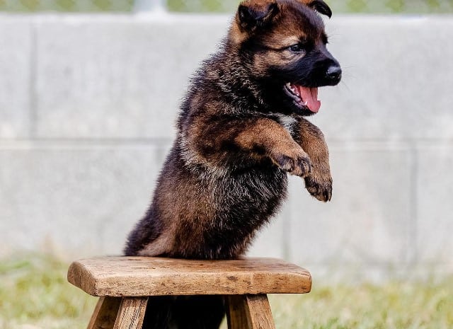 the puppy jumps over the obstacle