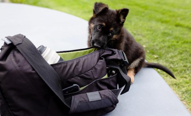 the puppy nibbles on the bag on the sidewalk
