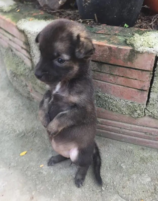 the puppy stands on its hind legs