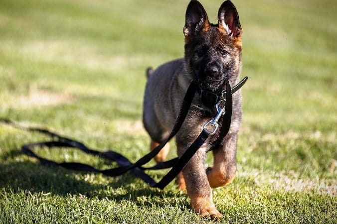 the puppy walks in the garden