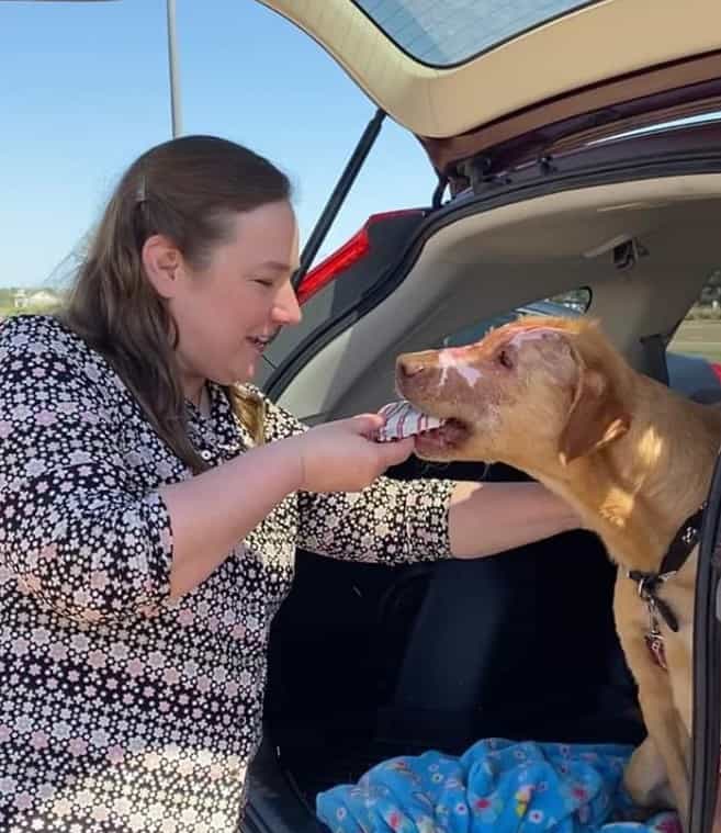 the woman feeds the dog in the trunk
