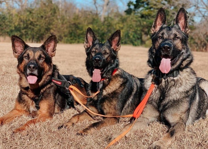 three dogs with their tongues out are lying on the meadow