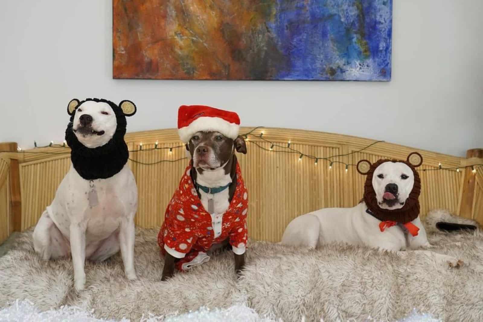 three dogs sitting on the bed