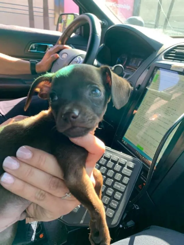 tiny dog in a car