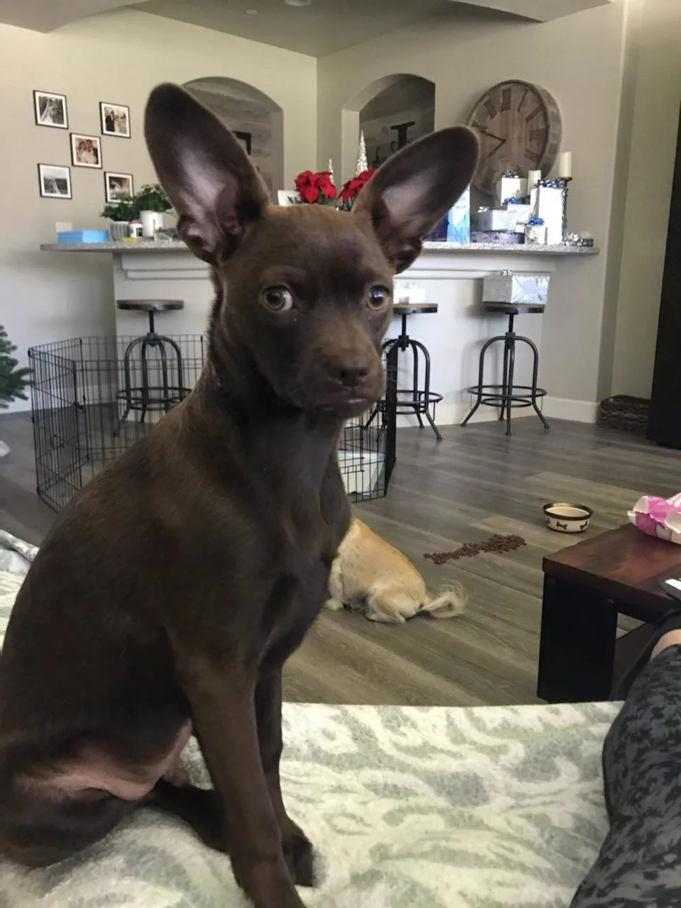 tiny dog with big ears