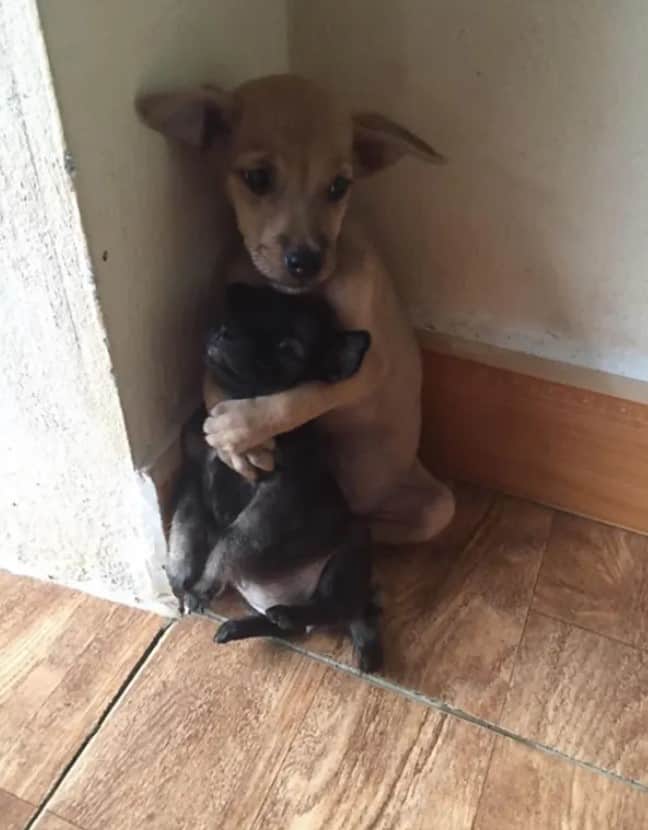 two abandoned dogs hug each other