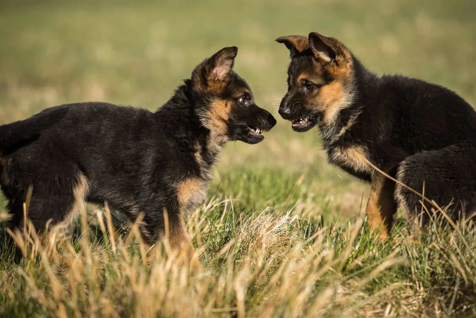 two aggressive German shepherd puppies ready to fight