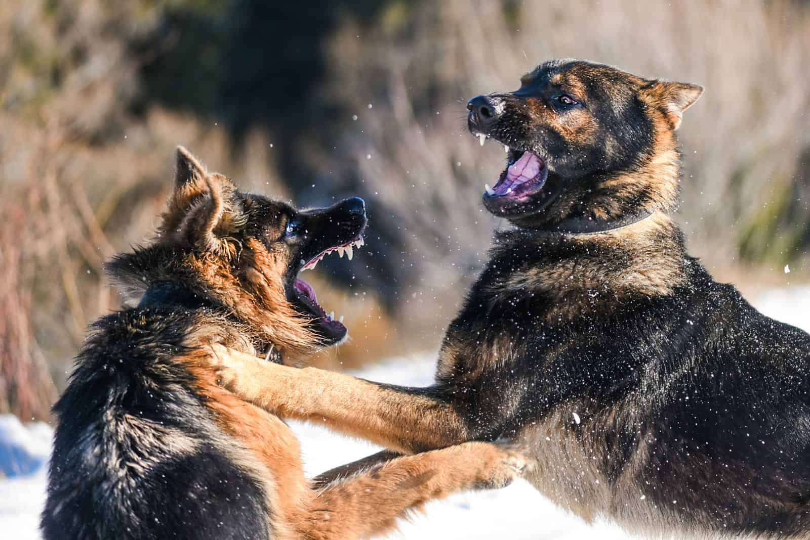 two aggressive German shepherds