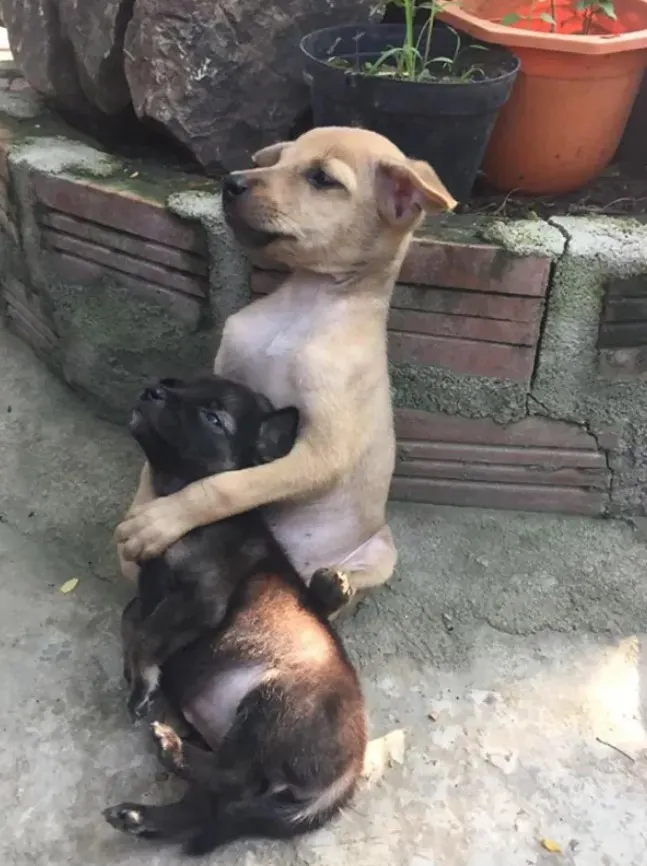 two cute puppies are hugging on the sidewalk