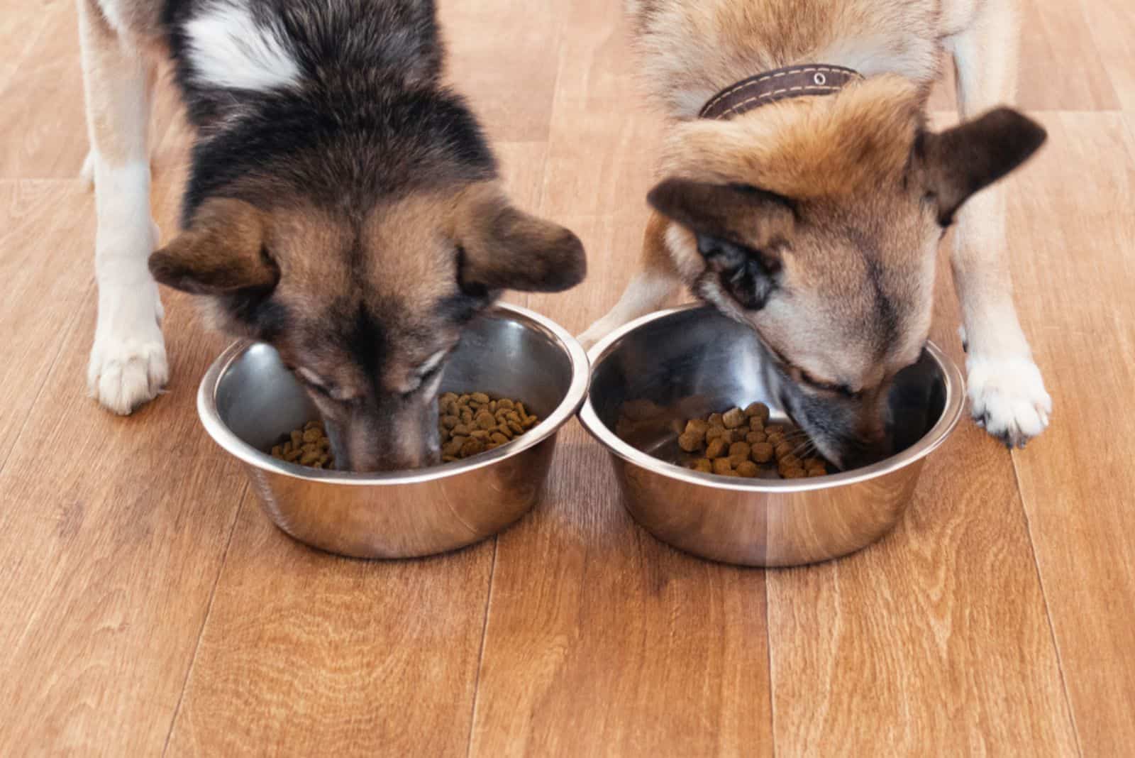 two dogs are eating food from bowl indoors