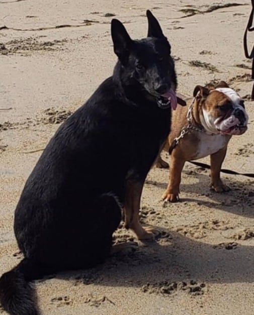 two dogs are sitting on the sand
