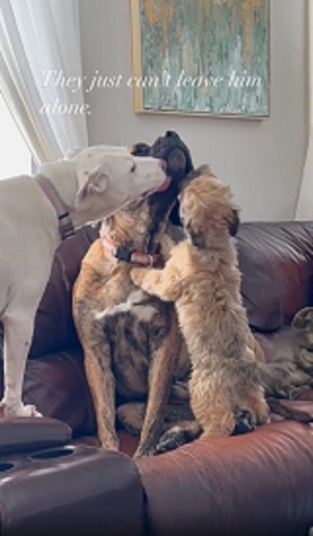 dos perros consolando a un perro ansioso en el sofá