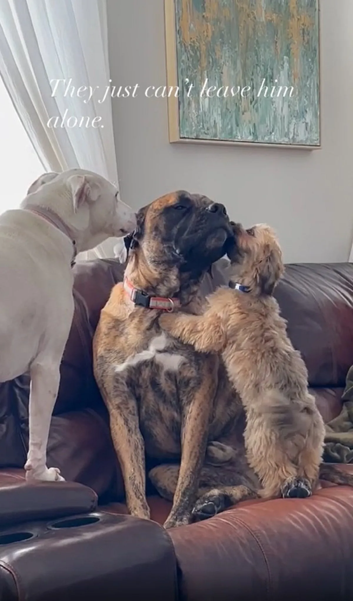 dos perros consolando a otro en el sofá