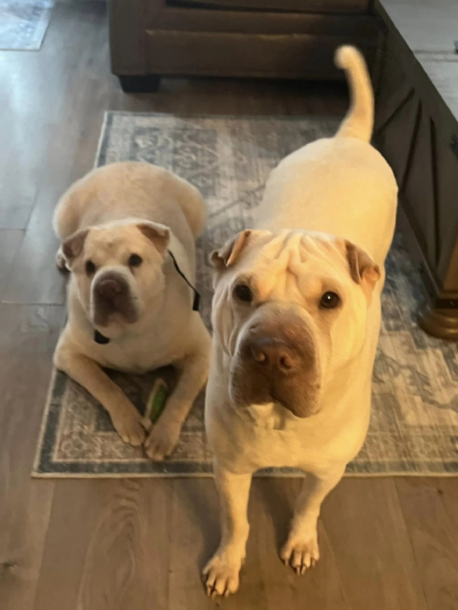 two dogs looking into camera in the living room