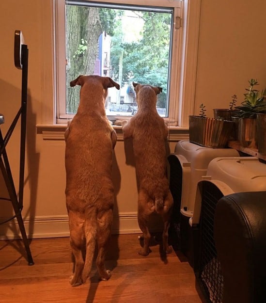 two dogs looking through window