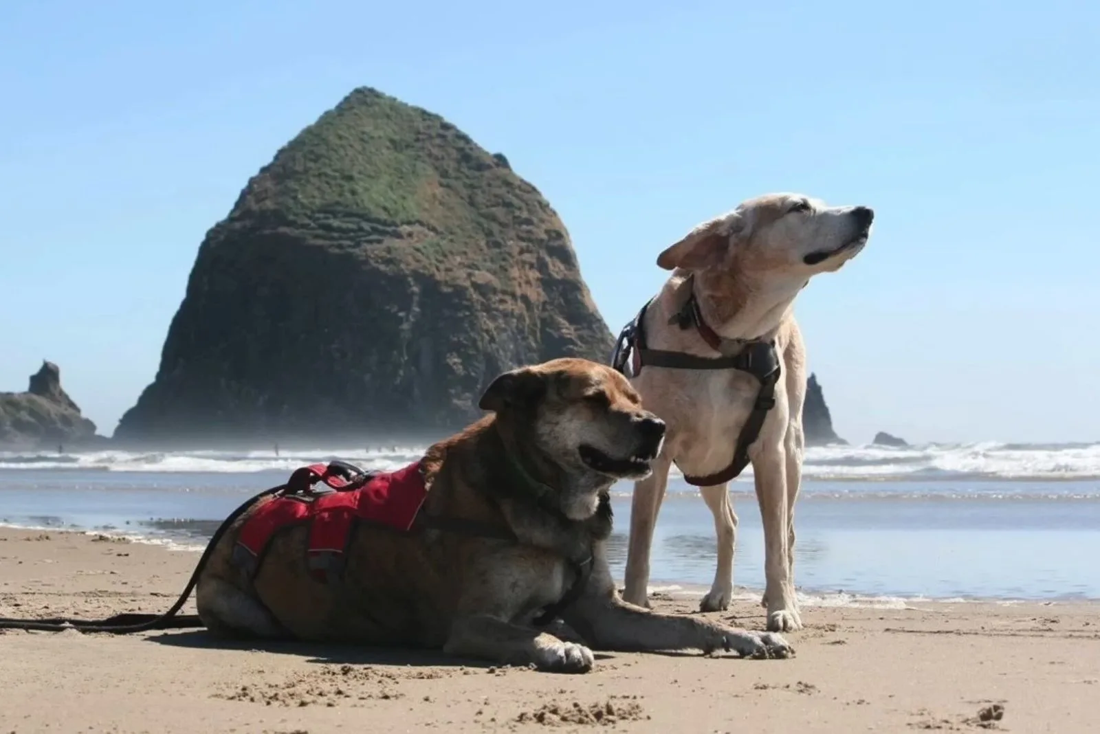 two dogs on the beach at sunny day
