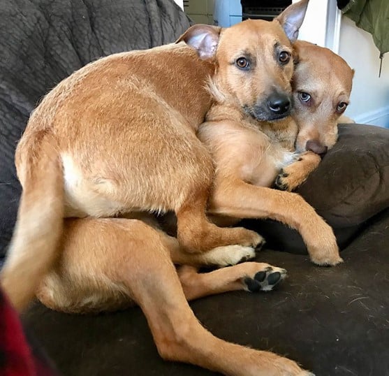 two dogs on the couch