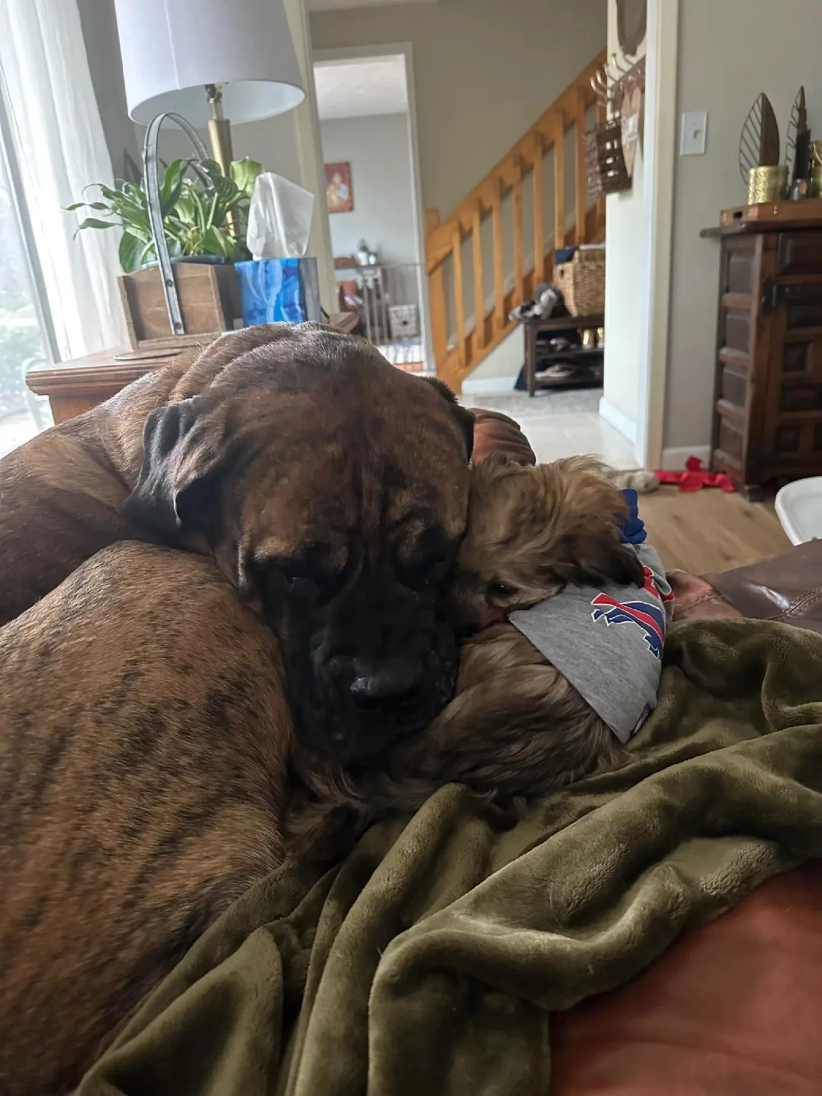 two dogs relaxing together on the couch