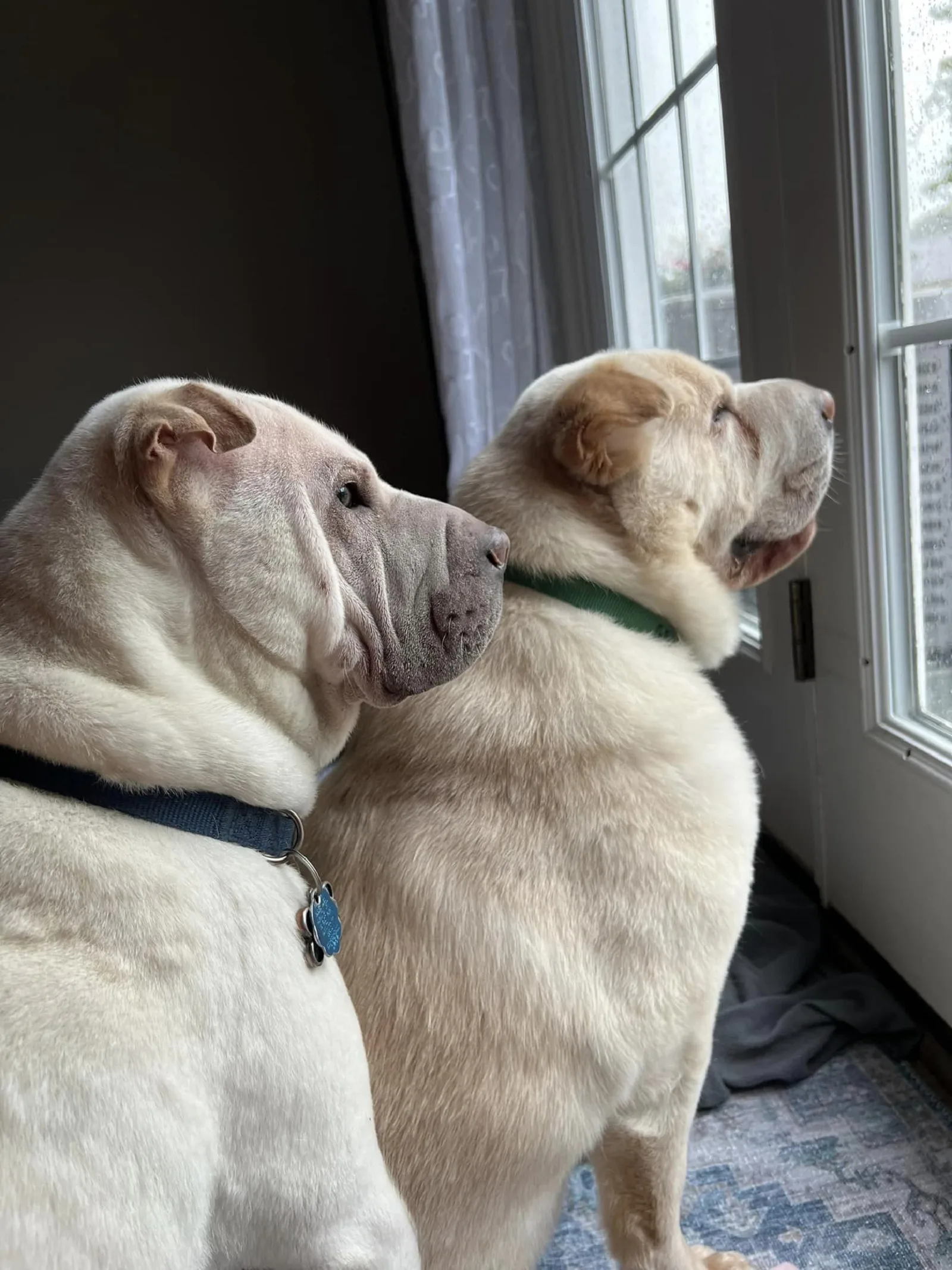 two dogs sitting by the door and looking outside