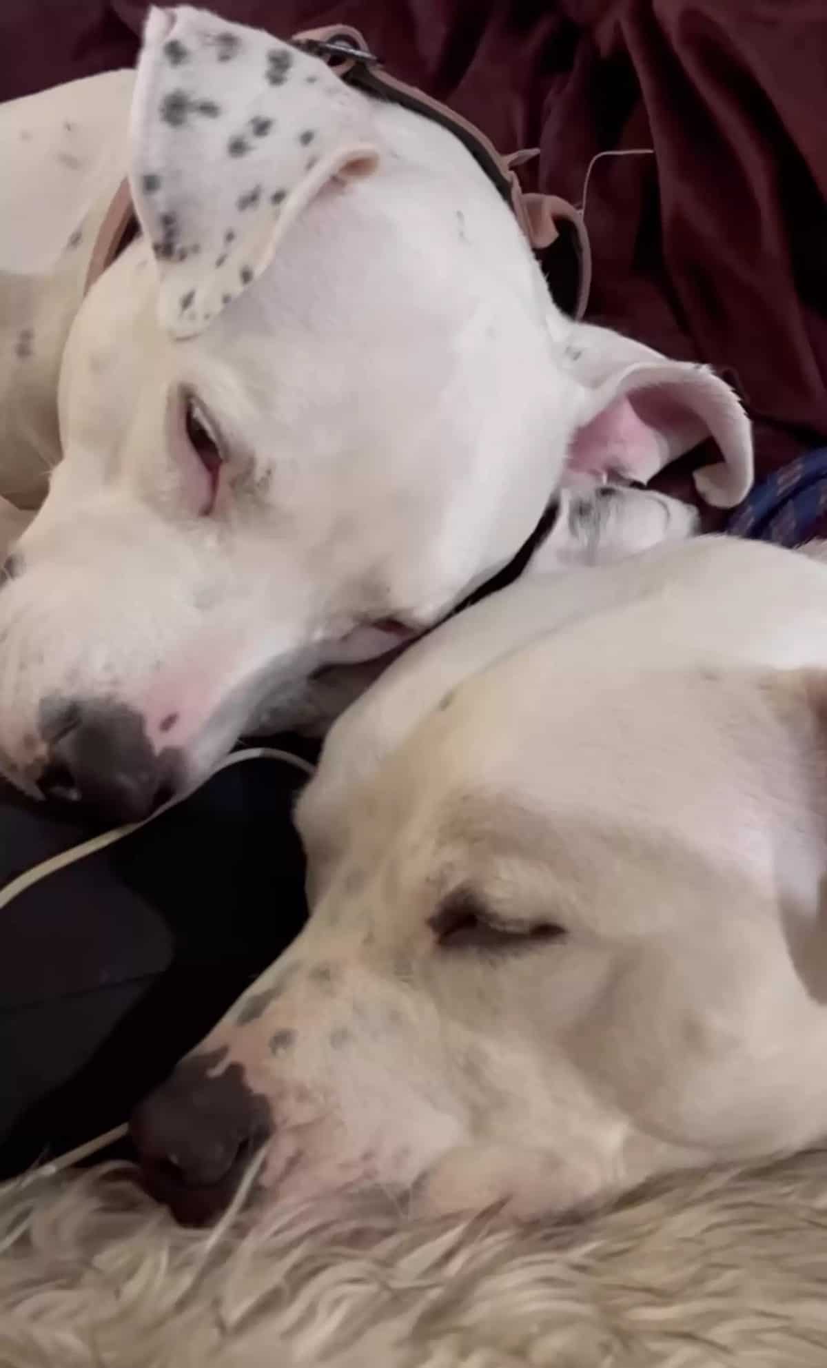 two dogs sleeping together on the bed
