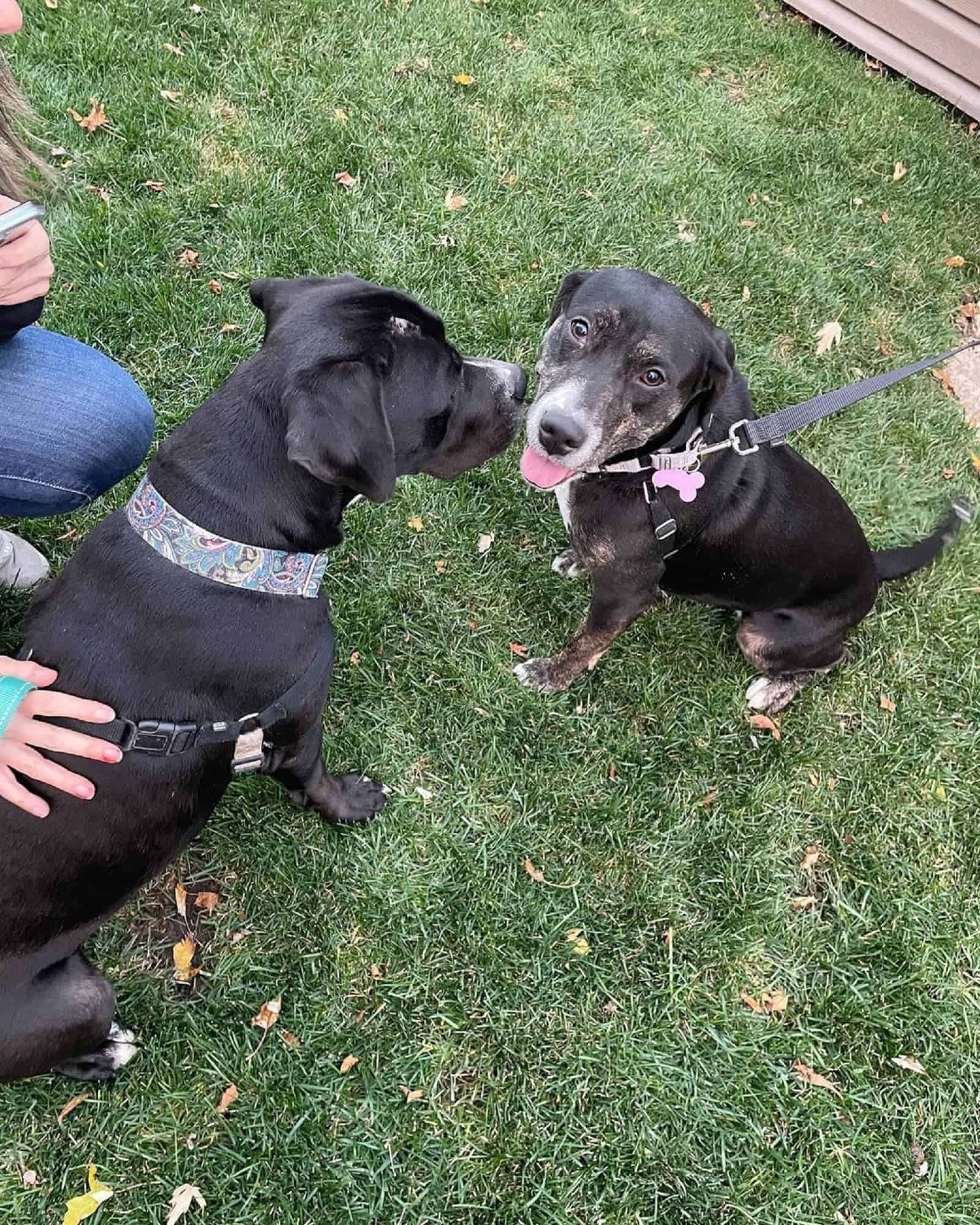 two dogs sniffing each other on the lawn