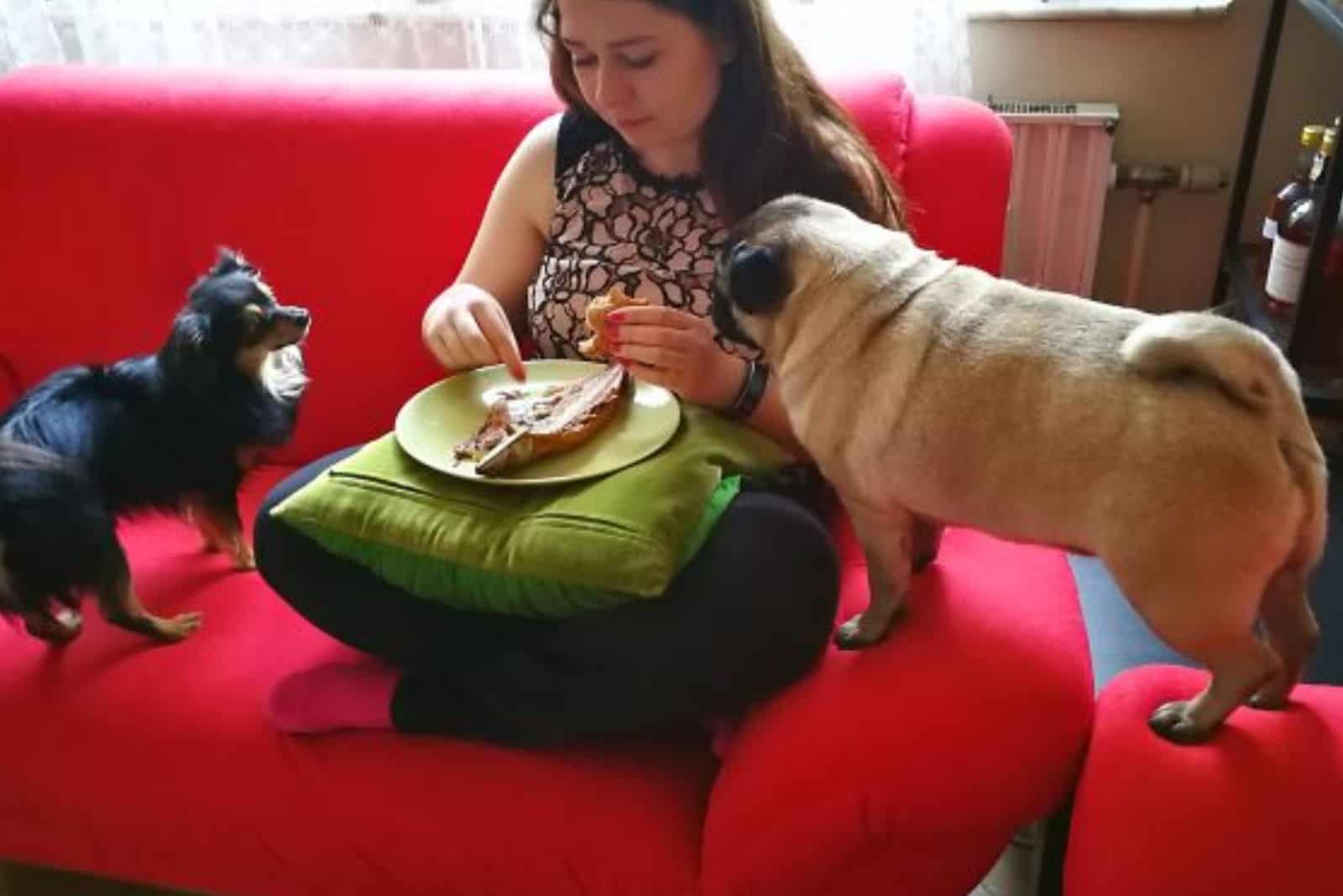 two dogs standing on the couch and looking at their owner eating food from a plate