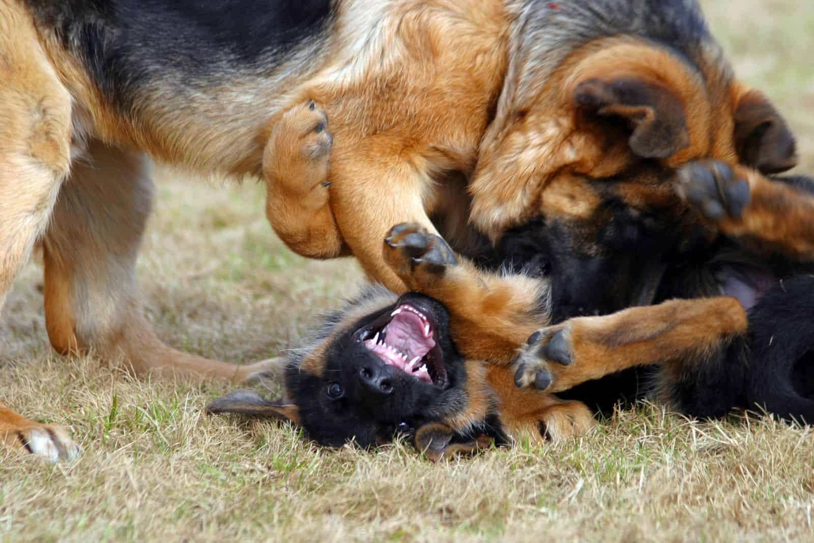 two german shepherds are playing