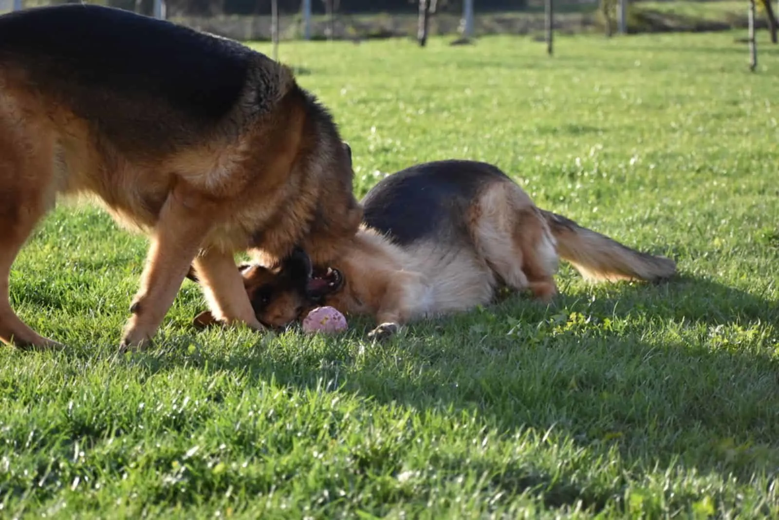 two german shepherds are wrestling in a meadow