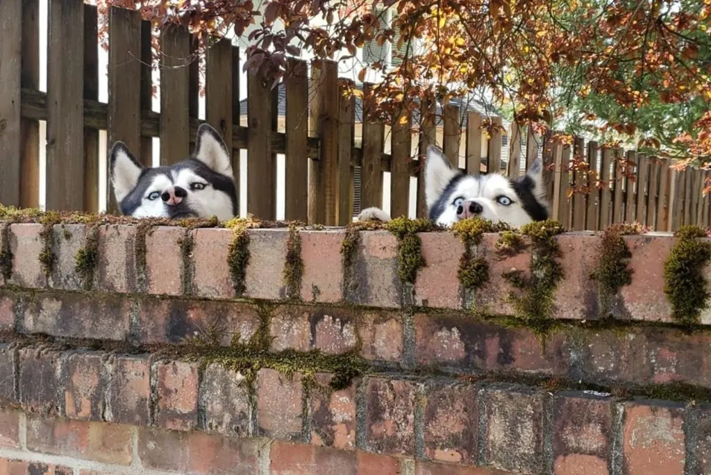 two huskies peek out from behind the wall