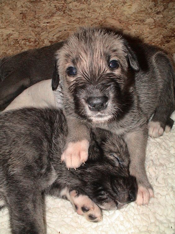 two irish greyhound puppies