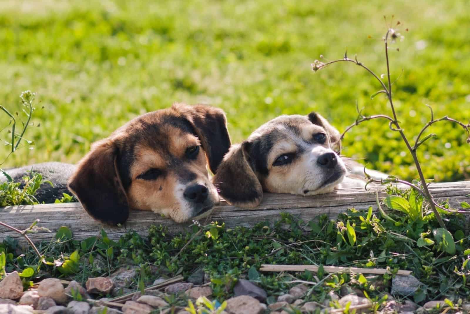 two puppies relaxing