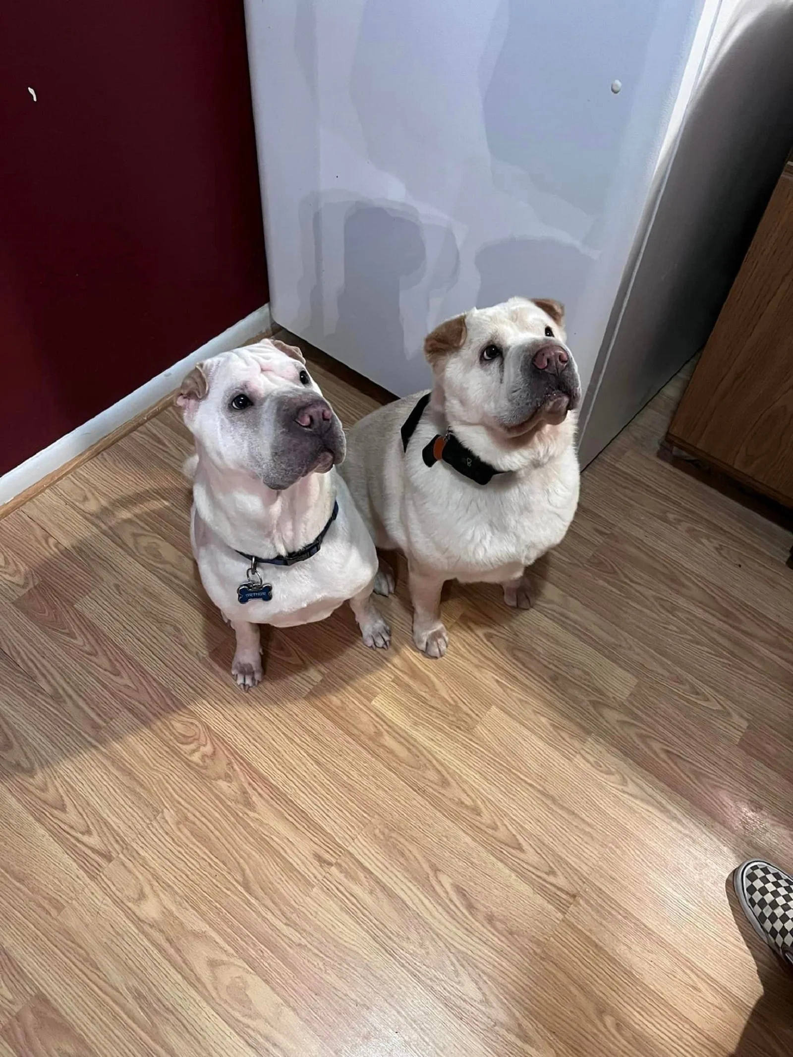 two similar dogs sitting together on the floor