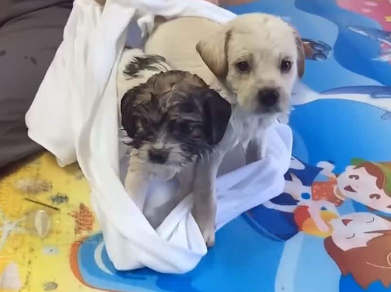 two stray puppies picked up from an abandoned house
