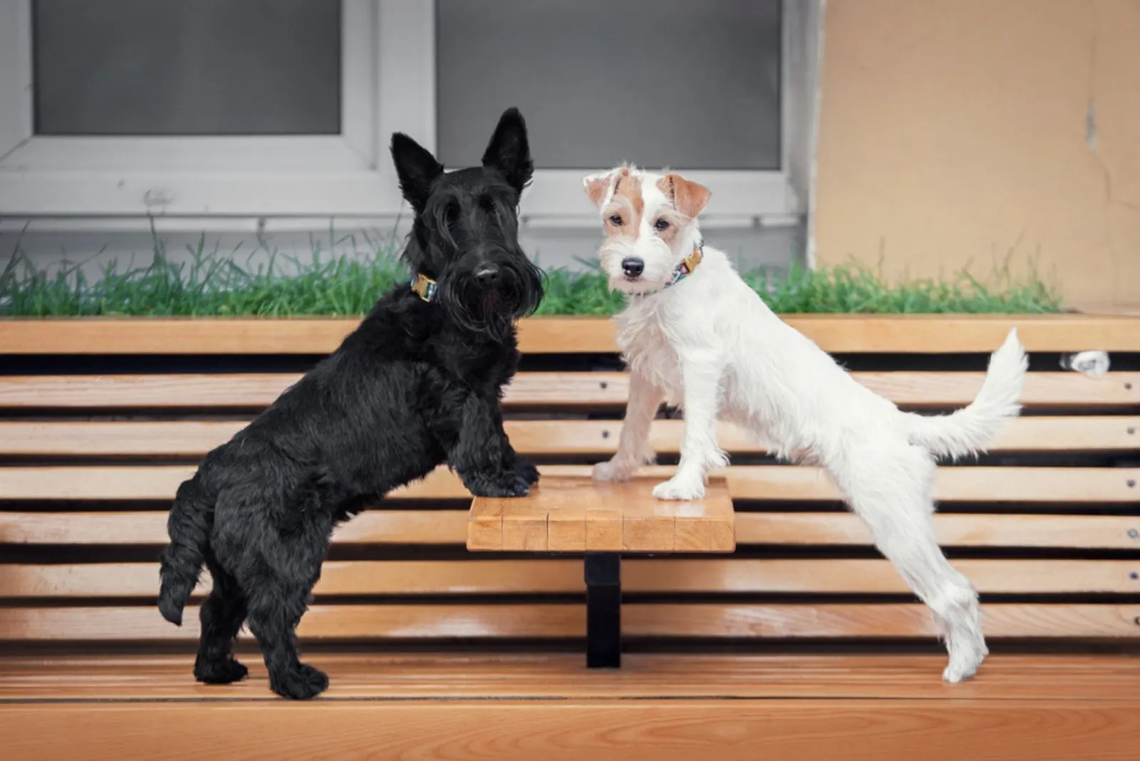 two terrier dogs stands on a cafe bench