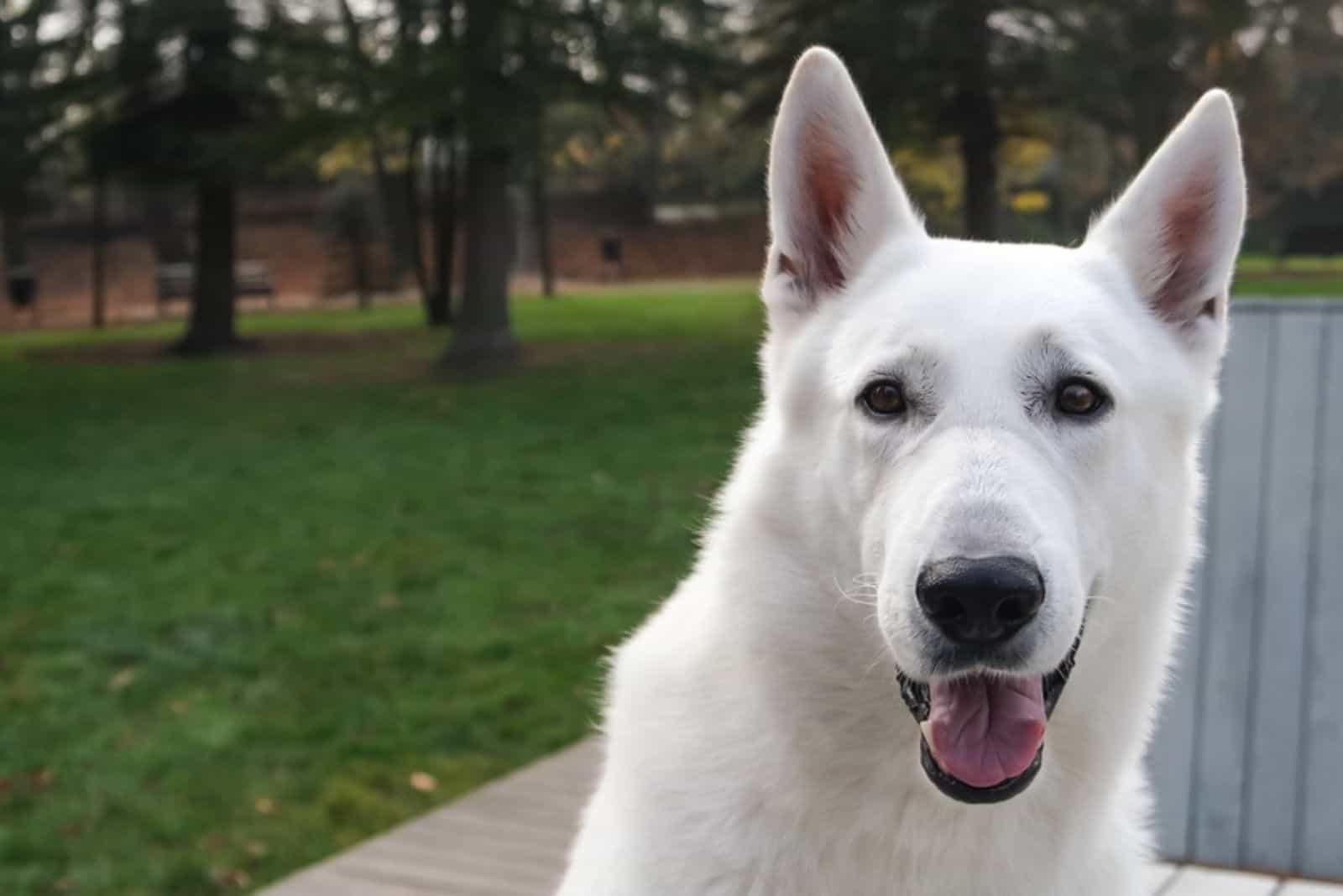 white dog breathing fast in the park