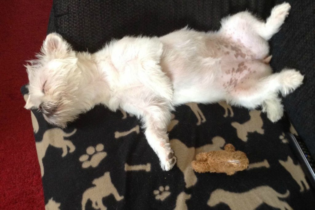 white dog resting on the sofa