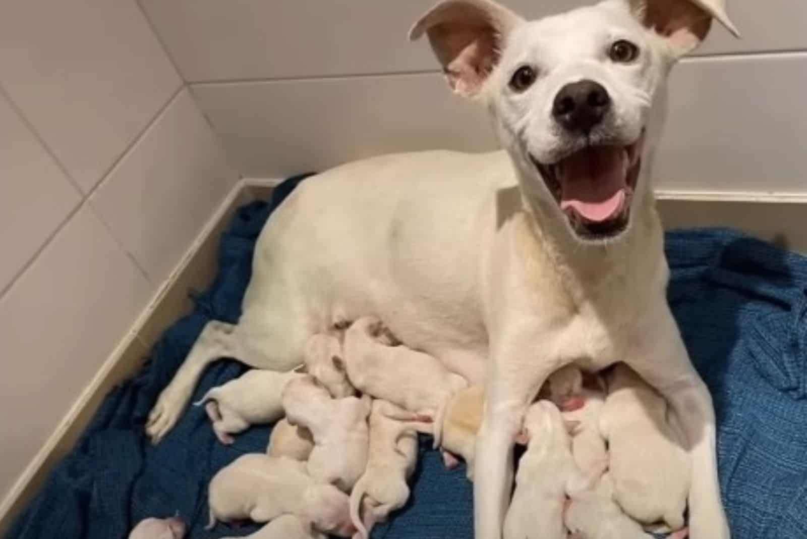white female dog and her puppies lying on blue blanket