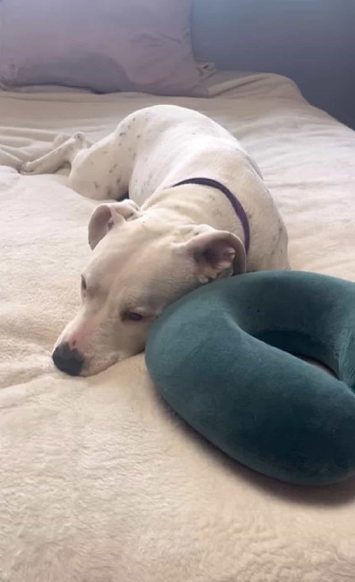 white pittie lying on the bed