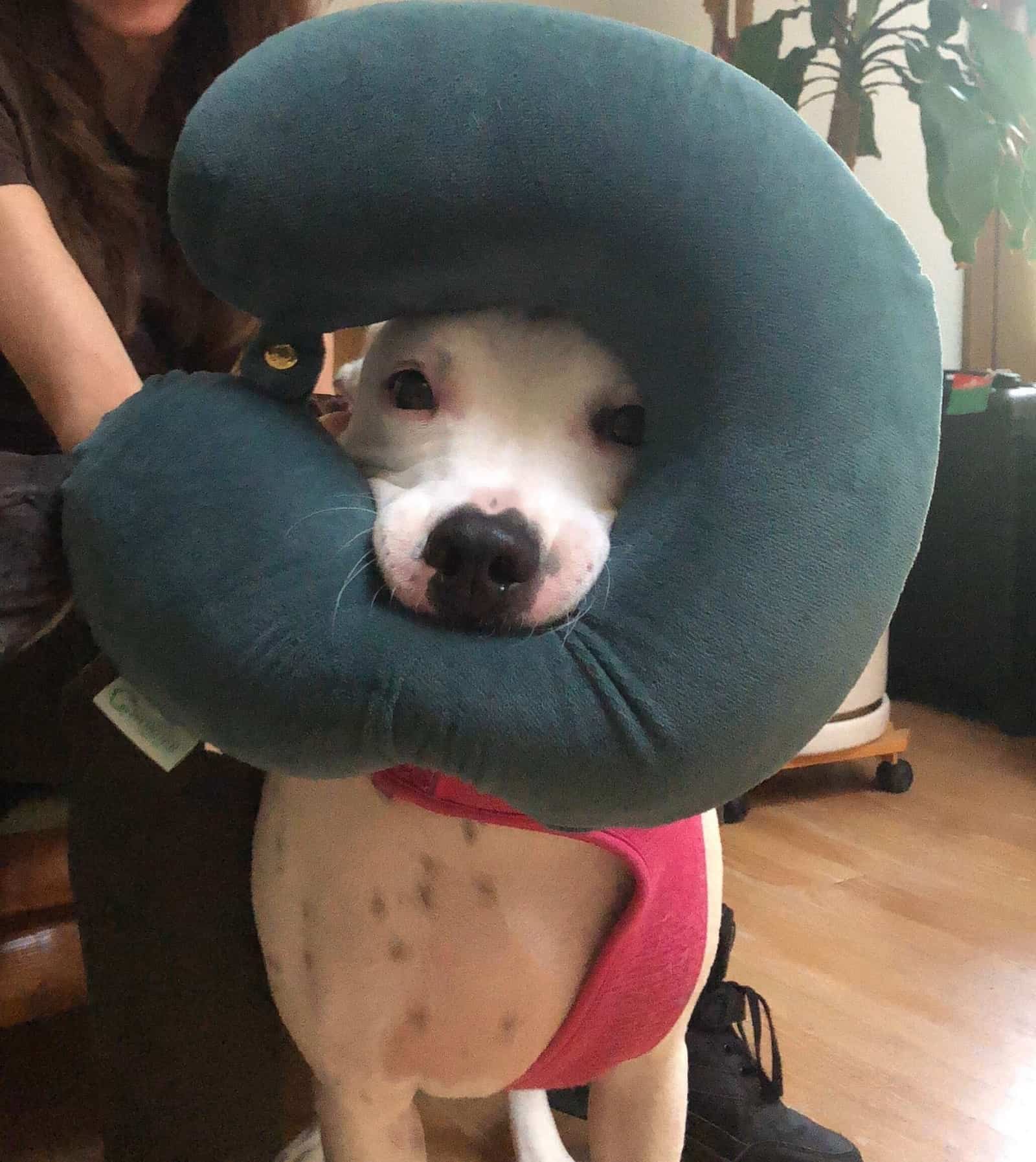 white pittie playing with a pillow indoors