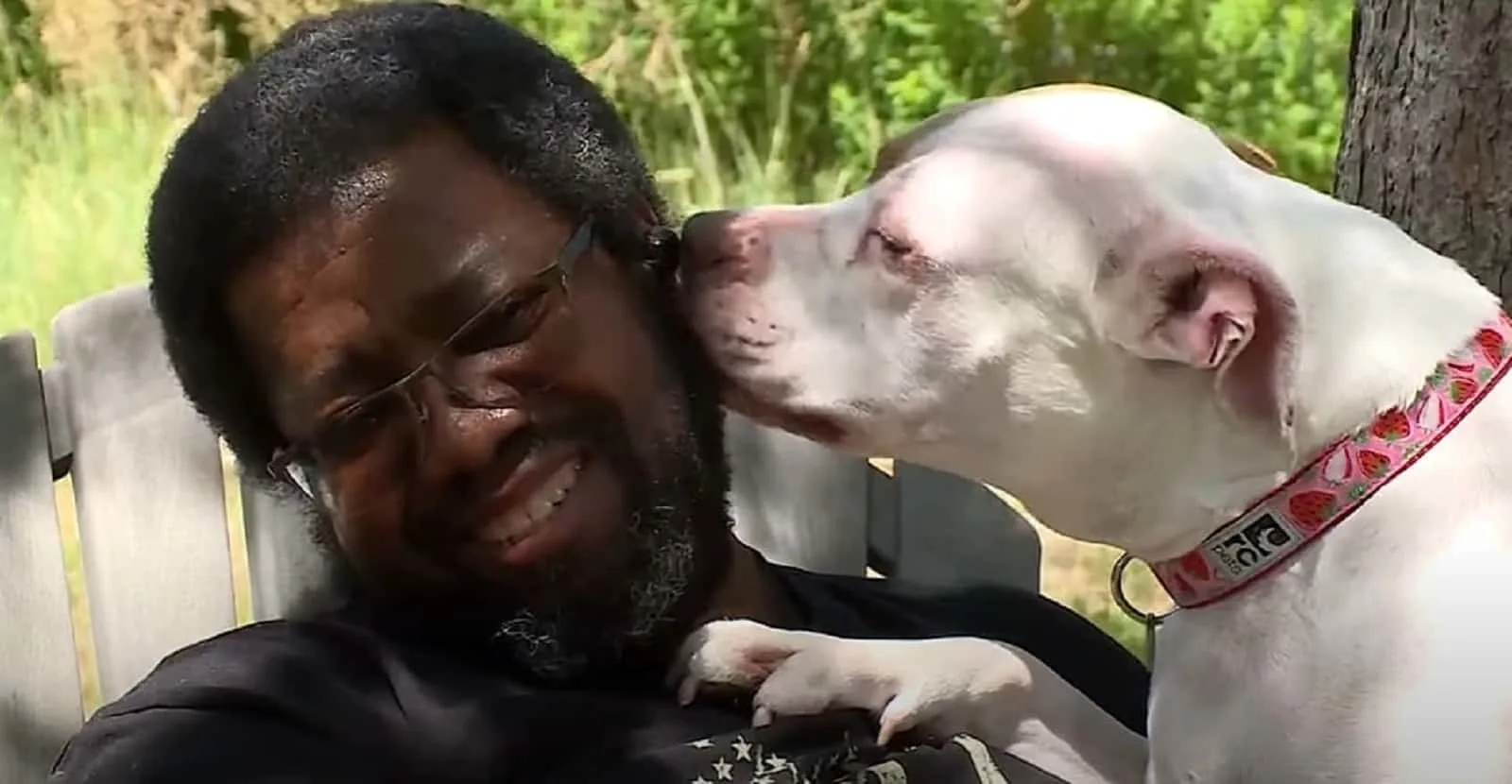 white pittie sniffing a man and playing with him