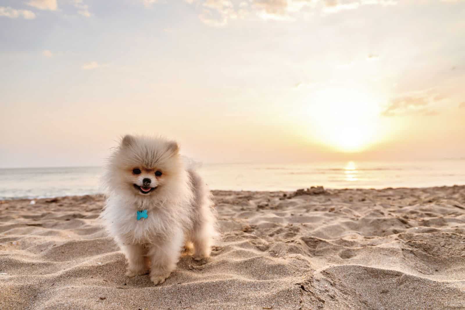 white pomeranian puppy standing on the beach