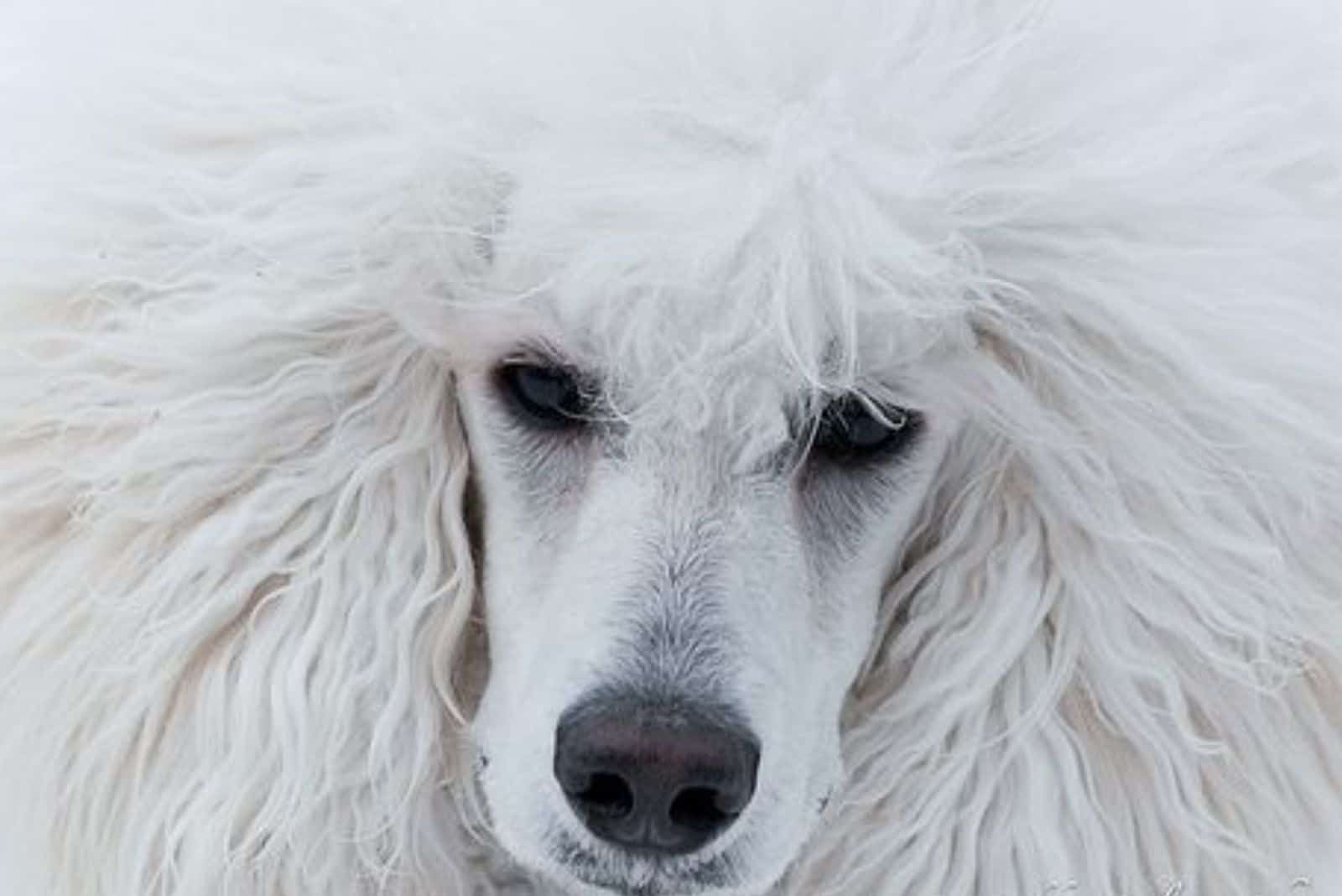 white poodle dog